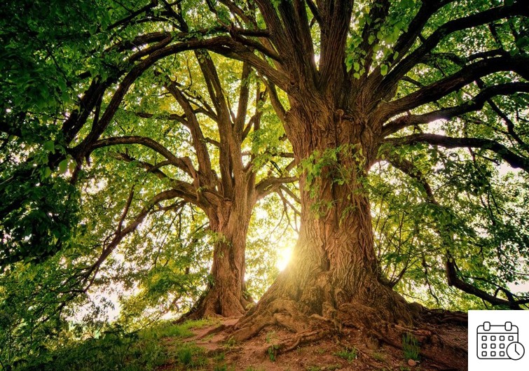 Urlaubszeiten 2026 Unsere Praxis ist an folgenden Tagen geschlossen: 01.01. – 02.01.2026 03.04. – 12.04.2026 (Ostern) 01.05.2026 14.05. – 15.05.2026 25.05. – 26.05.2026 04.06. – 05.06.2026 27.07. – 07.08.2026 (Sommerurlaub) 05.10. – 16.10.2026 (Herbsturlaub) 24.12. – 31.12.2026 (Weihnachten) Ärztliche Vertretung: Dr. Matthias Wessinghage Facharzt für Innere Medizin Heinrichstraße 15, 36037 Fulda Tel: 0661 70015 Viola Shishmani Fachärztin für Innere Medizin Schlesierstr. 11, 36124 Eichenzell Tel: 06659 9150993 E-Mail: info@hausarztpraxis-eichenzell.de Dr. Angelika Schultze Fachärztin für Allgemeinmedizin Fuldaer Str. 3 A, 36124 Eichenzell Tel: 06659 9878080 Außerhalb der Sprechzeiten: Ärztlicher Bereitschaftsdienst am Klinikum Fulda Pacelliallee 4 116 117 In lebensbedrohlichen Notfällen: 112